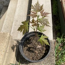 10” Potted Maple Tree