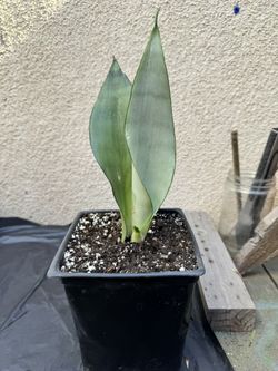 Moonshine Snake Plant