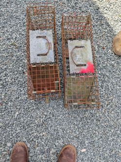 Squirrel or skunk traps