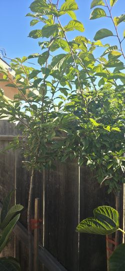 Mexican Sweet Plum Tree