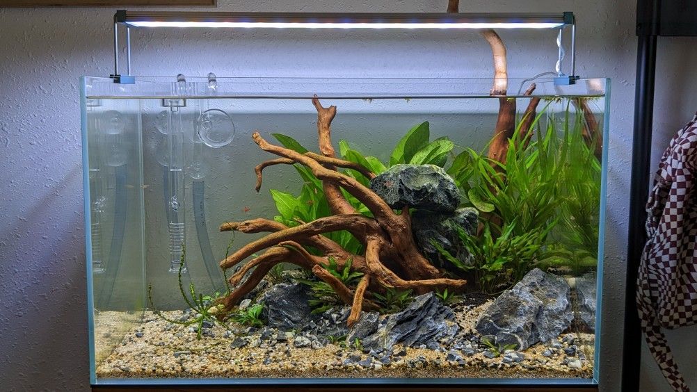 UNS 60U Aquarium Setup