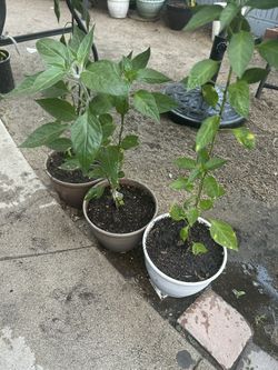 Chili Plants
