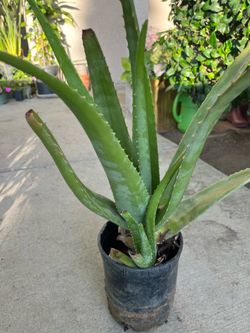 Aloe Vera