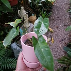 Ceramic Plant Pot And Saucer Pink