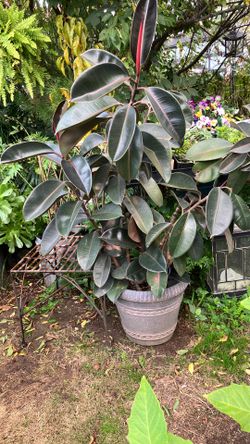 Large Rubber Tree Patio Or House Plant In Pot For Easy Pick Up
