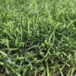 Snow Artificial Grass - Per Square Feet 