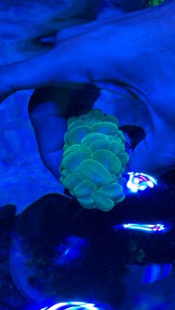 Aquarium food