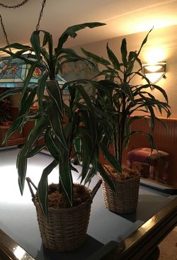 Decorative plant