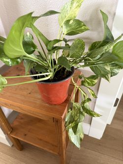 Variegated Pothos Live Plant In 6inch Pot