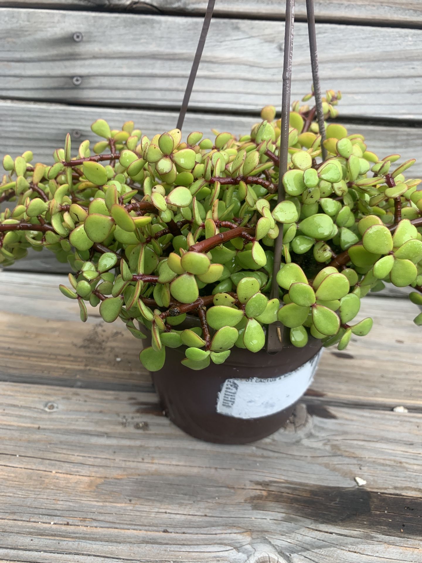 Elephant Bush Succulent