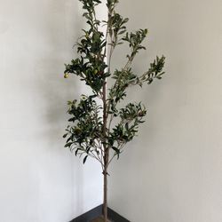Artificial Olive Tree For Sales