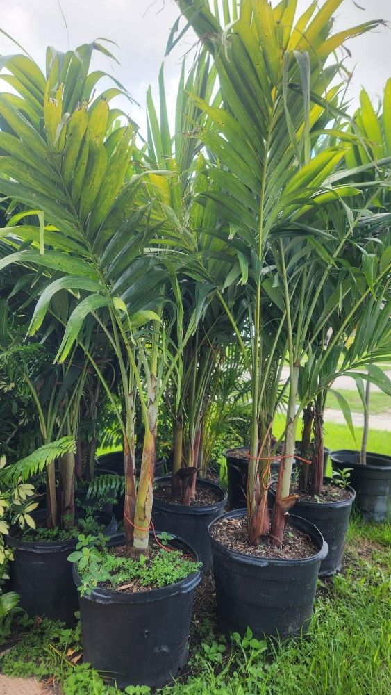 Beautiful Christmas Palms About 6 Feet Tall!! Fertilized!! Adonidias Plants Single,  Double And Triple!!