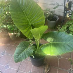 Elephant Ear Plant 