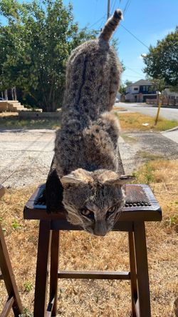 Mummified/ Desiccated Bobcat