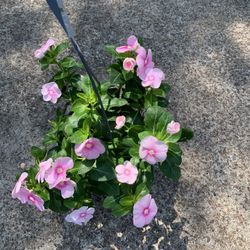 Pink Vinca  Plant 