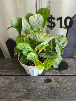 Maranta