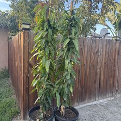 Mango Verde