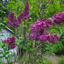 Beautiful Lilac Plants