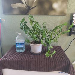 Devil's backbone plant. With variegated cutting