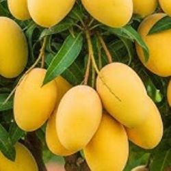 Grafted Mango Tree