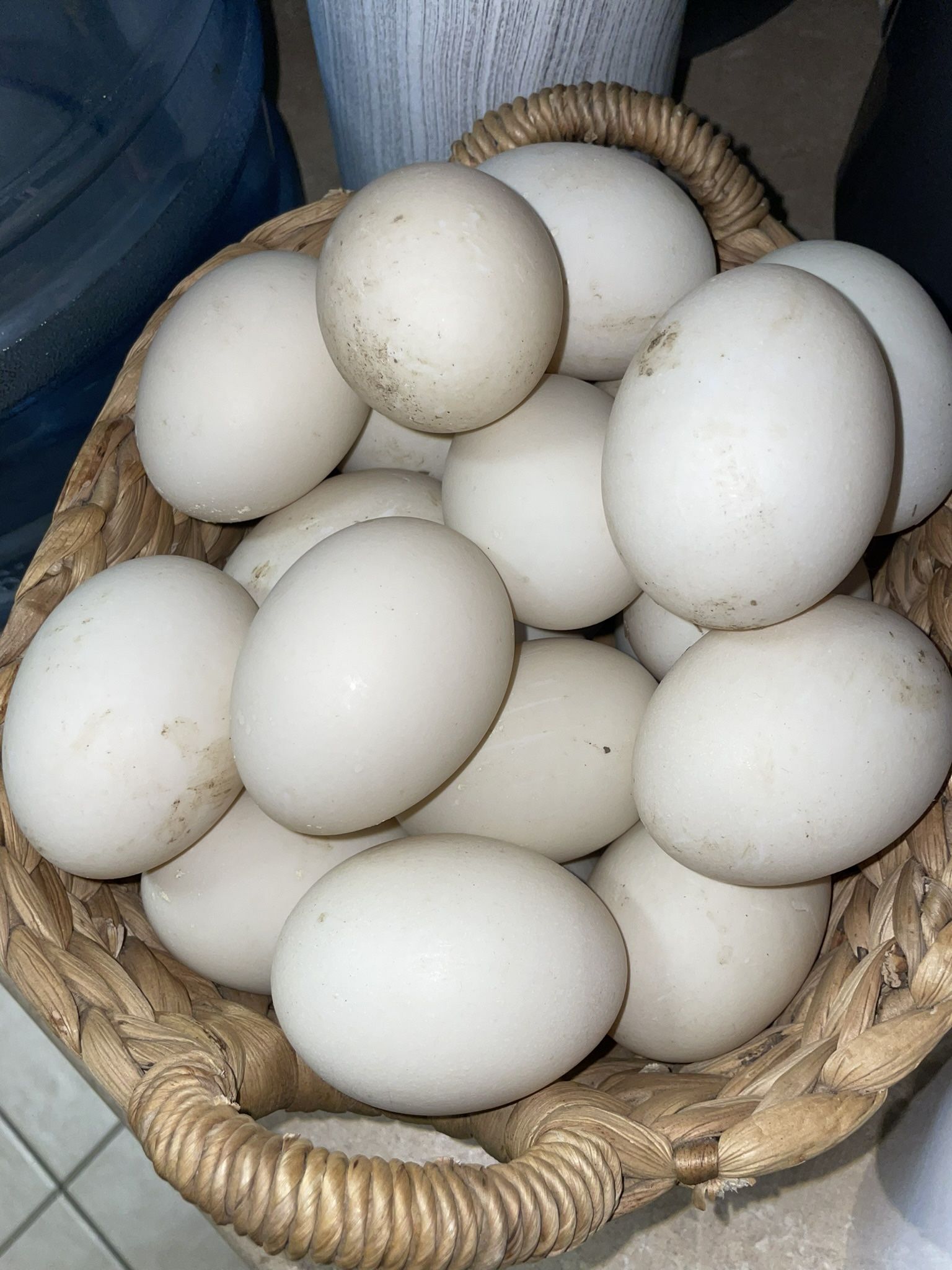 Duck Eggs