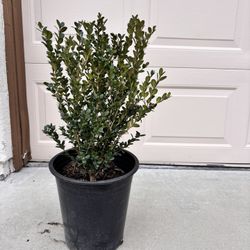 Boxwood ‘Green Beauty’ Plants For Sale 
