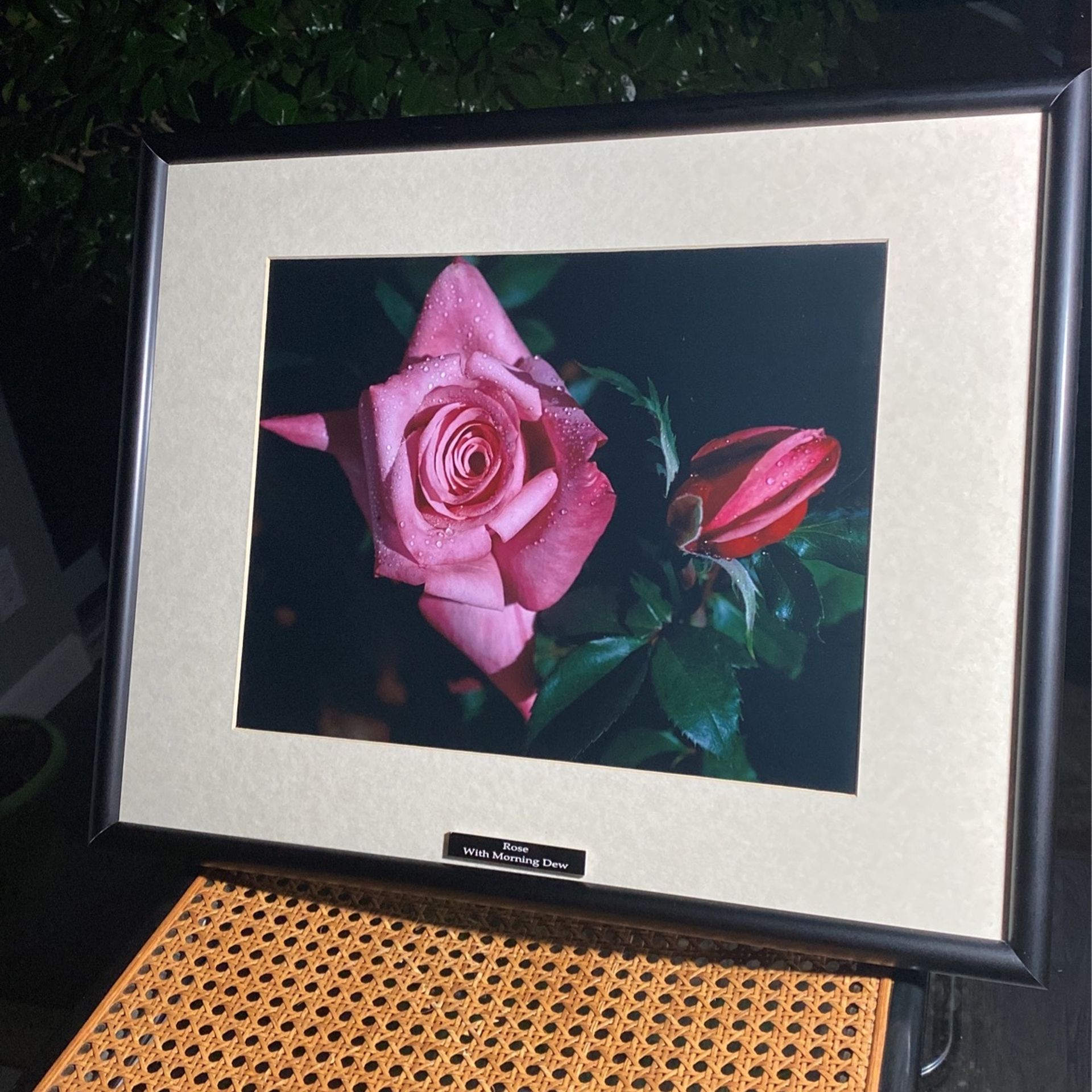 Rose photograph - “ The Morning Dew” (20” X 16”)