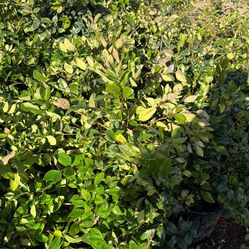 Lagastramous 5 Galls 