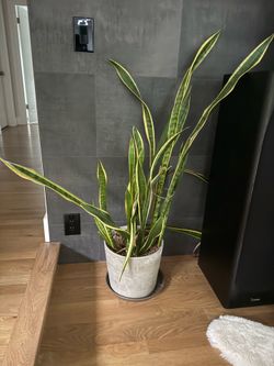 Large 3ft Variegated Snake Plant with Pot