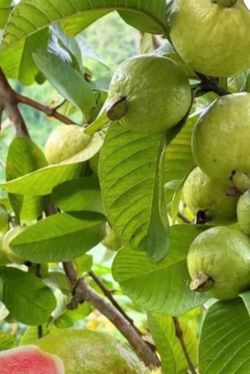 Guava fruit tree//arbol de Guayabas