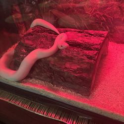 Leucistic ball python  