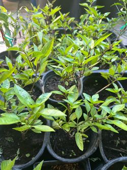 Thai Basil Herb Plant