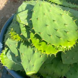 Nopalitos Orgánicos