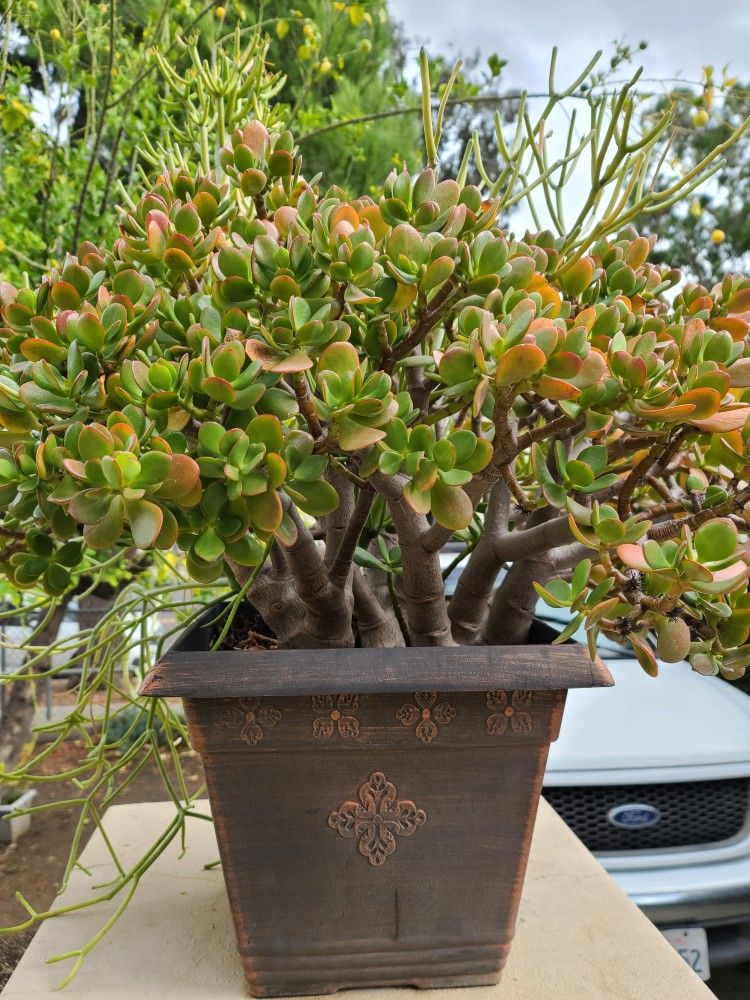 25 inches Long Money Plan Succulent Cactus Plant