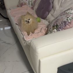 White Italian Real Leather Couch