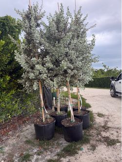 Silver buttonwood