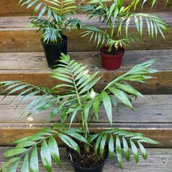 House Plants 