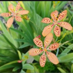 Iris Orange Flowers Rare