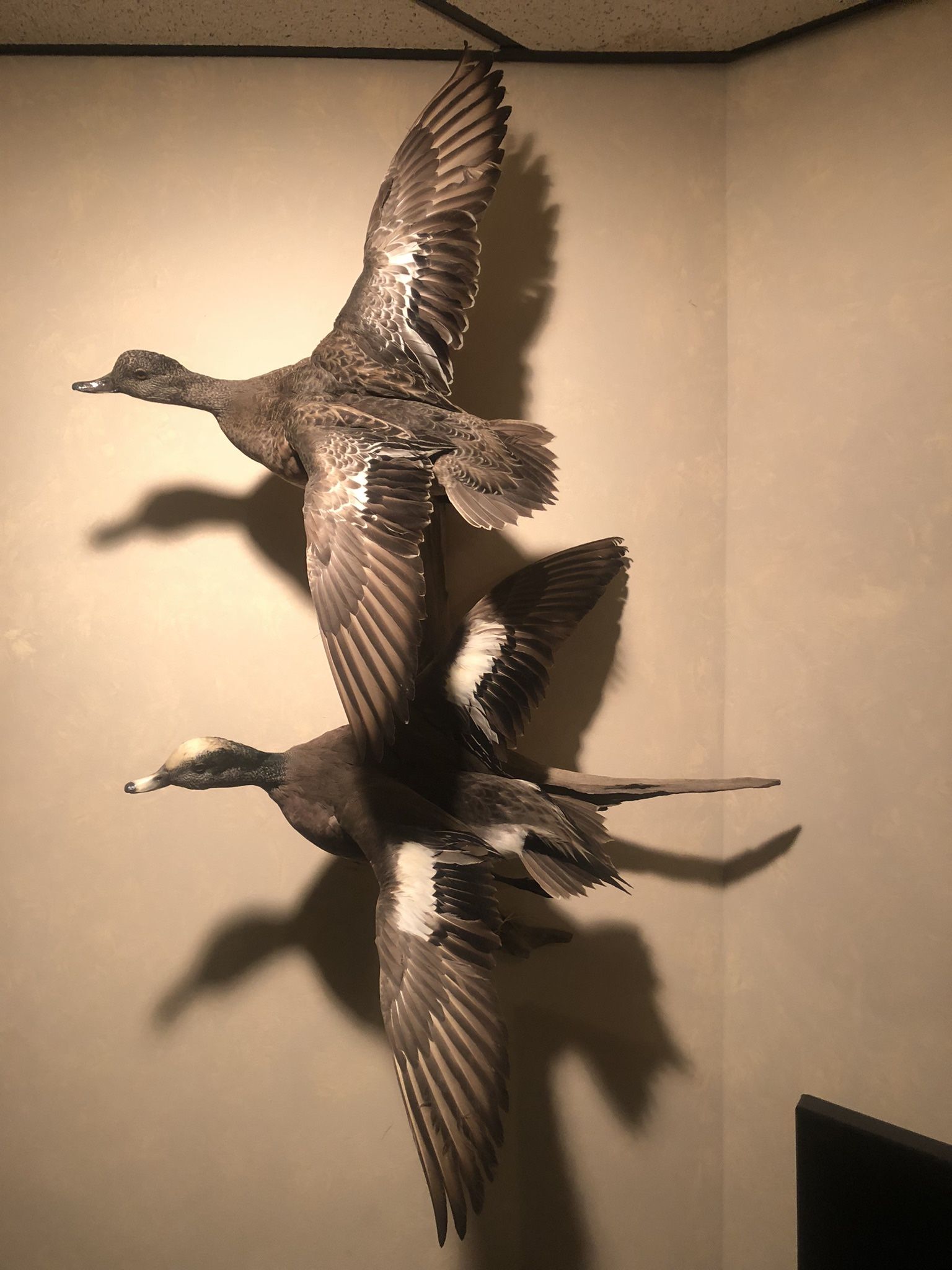 Taxidermy Two Ducks