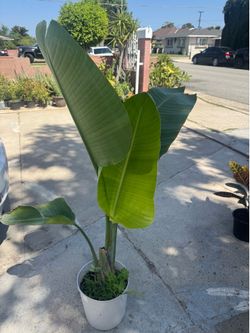 Bird of paradise