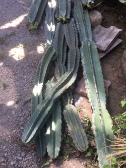 Cactus