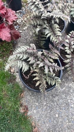 Painted Fern or also known as ghost Fern