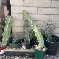 Plants, Pots, Plant Stands