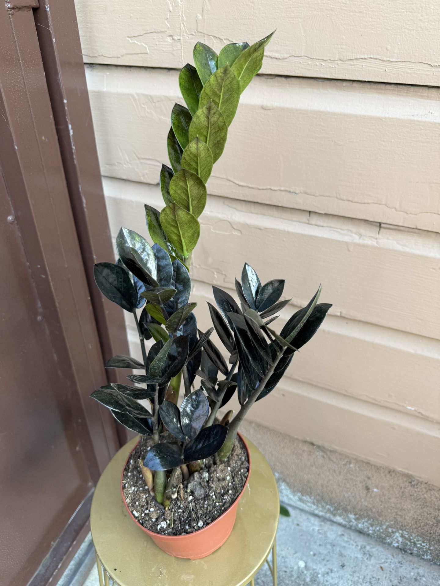cache palm tree yucca cane Yucca Plant Multi Stem