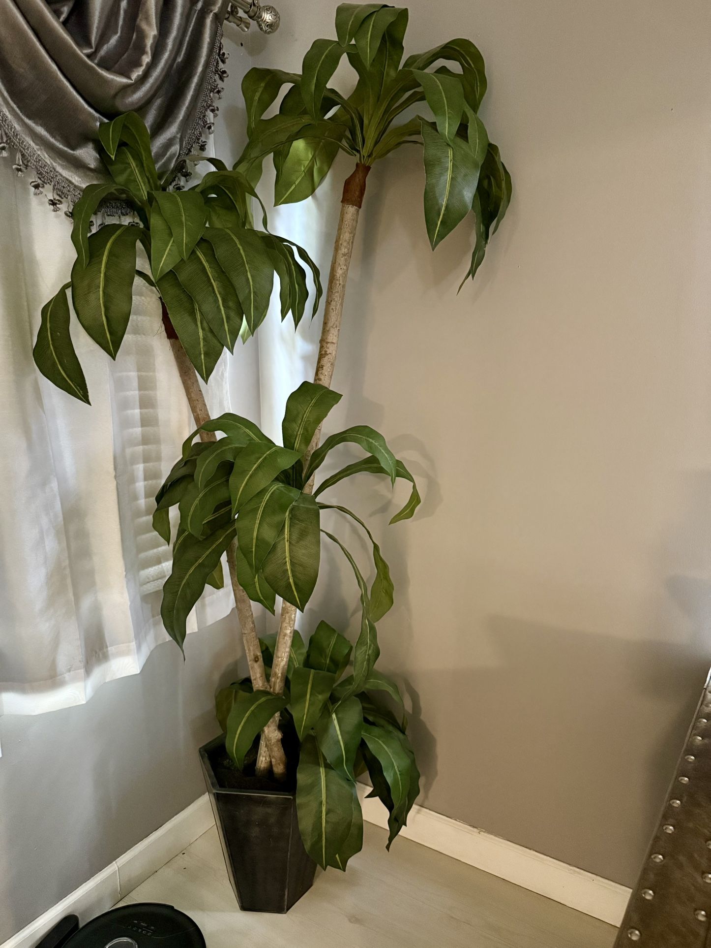 Plant