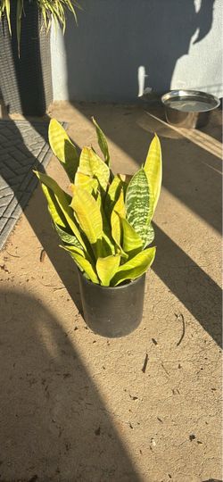 Snake Plant in Black Ceramic Pot
