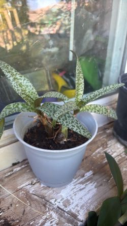 Silver plant