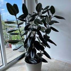 5’ Burgundy Rubber Plant (Ficus Elastica) - Full & Healthy - Includes Modern Planter🌿