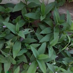 Grocery Bag Bundle Bag Purple Plant (Needs Lots Of Sun) $10.00 A Grocery Bag Each (Serious Buyers) Cash Only 