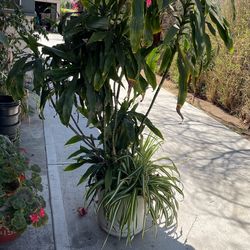 Plant